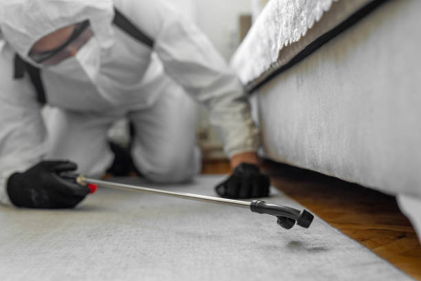Professional Bed Bug Control technician working in Quincy, MA