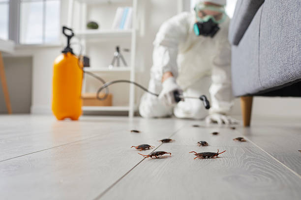 Trusted Bed Bug Control service in Quincy, MA - Nex Pest Control